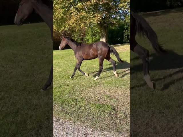 Caballo castrado KWPN Caballo de Deporte Neerlandés En venta 2023 Bayo por TOTAL MCLAREN