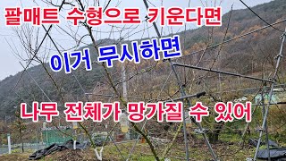 팔매트 수형으로 키운다면, 이거 무시하면 나무 전체가 망가질 수 있어(과수 수형, Y자 팔매트형, 나무 자람…