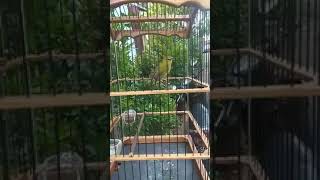 Download lagu Pleci dakun kuningan nembak sejalur mp3 Download lagu Pleci dakun kuningan nembak sejalur mp3