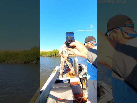 TARARIRA TORNASOL GIGANTE Andresito Flores #aprendiendoapescar #pesca #fishing #viralvideo