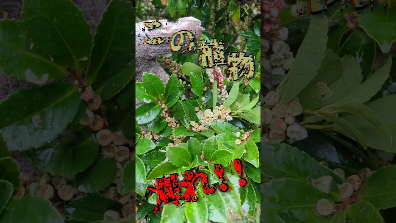 【重要】この植物は○○なので必ず切ってください