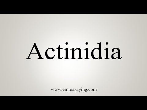 How To Say Actinidia