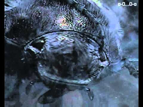 owen - --__--  (2003)