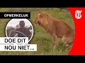 Roekeloze actie leeuwenspotter gefilmd