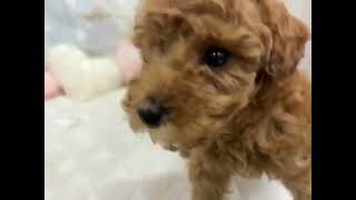 トイプードルの動画01