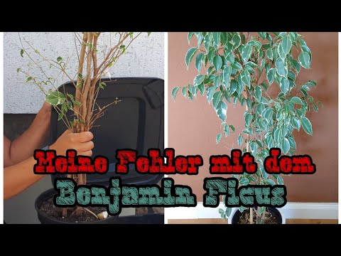 Was ich alles falsch gemacht habe mit meinem Benjamin Ficus.