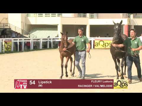 Show AQPS Ouest 2021 - Lot  54