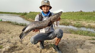 Рыбалка в узбекистане 2018