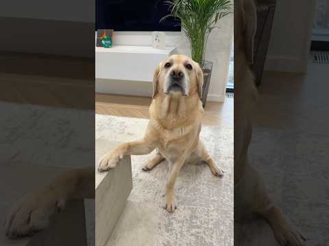 Дени заговорил😁