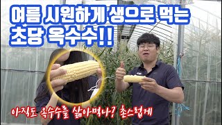 생으로 먹는 옥수수 아시나요? 더운 여름 시원하게 먹는 것은 수박밖에 없다?? 아직 이 옥수수를 모르세요??…