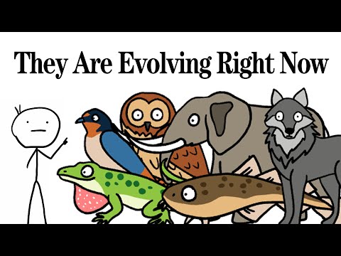 Some Species That Are Evolving Right Now! Animal Facts
