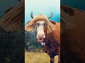 Moo Moo