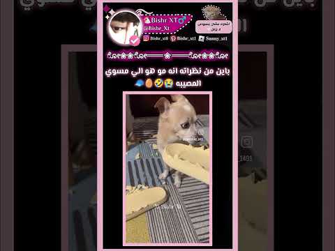 ف/اكتب مصيبه سويتها😭🥚#blackpink #اكسبلور #ترند #فلسطين #fypシ #دعم #اكستيز #shorts