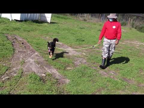 Vídeo de NEO