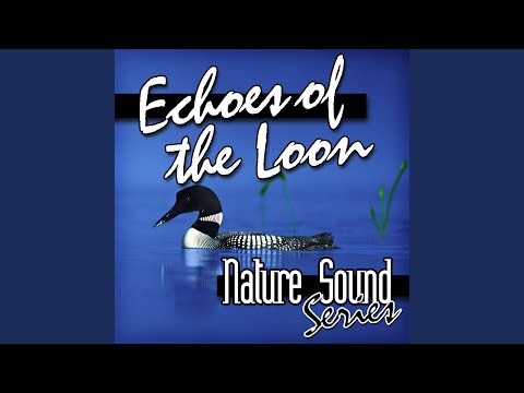 Relaxing Loon Calls