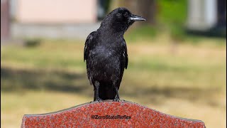 A Crow Has Been Assigned to Your Soul