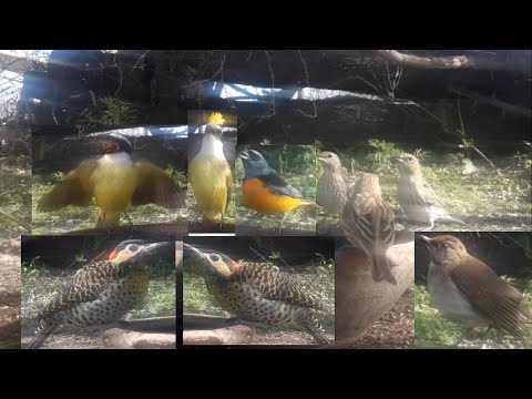 #78  Carpintero real Naranjeros Jilgueros Benteveo Zorzal chalchalero 0809 2025 A