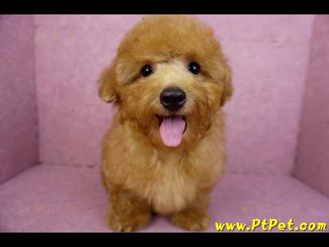 01/26紅貴賓公幼犬(屏東萬丹)