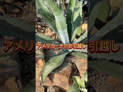 園芸 リュウゼツラン フェロックス