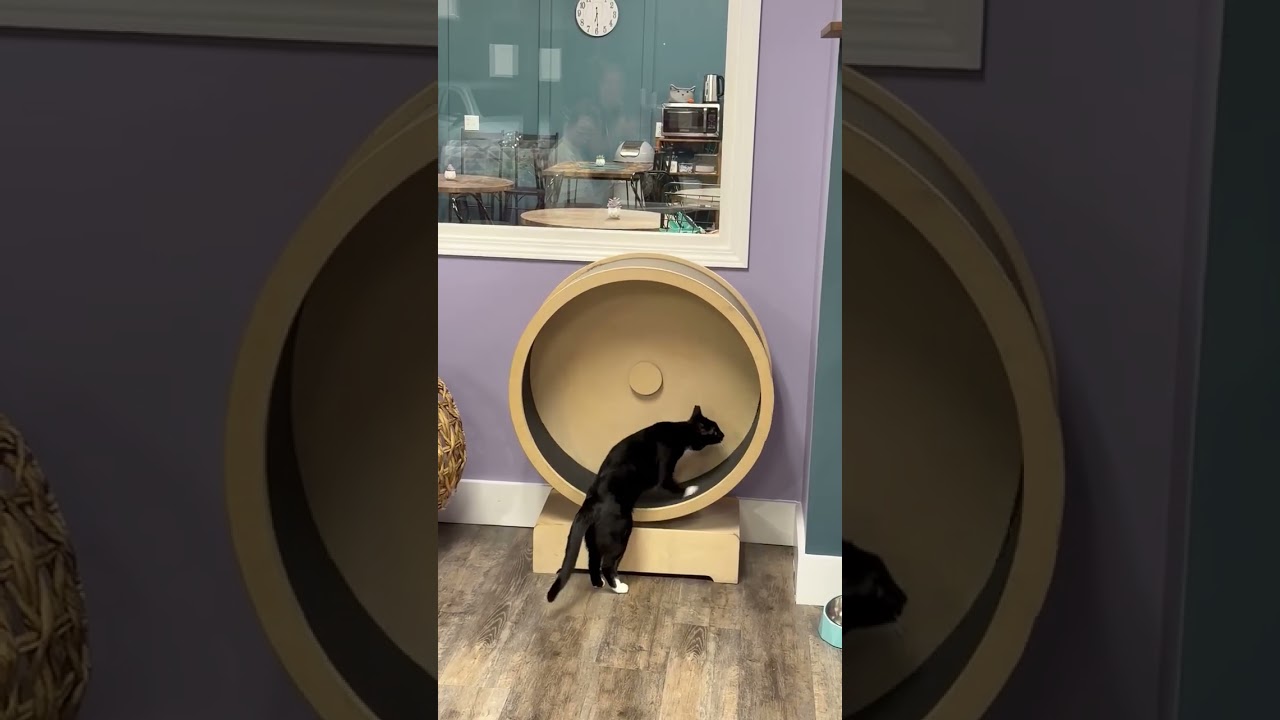 Enlarge Lenora, a Adoptable mixed breed in Bonaire, GA video 3/5