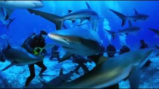 A Preview Of Paradise