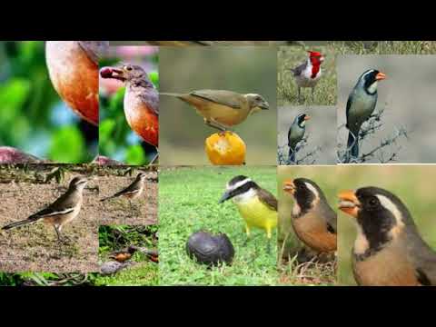 Los Hermanos Cuestas _ Amigos De los Pájaros