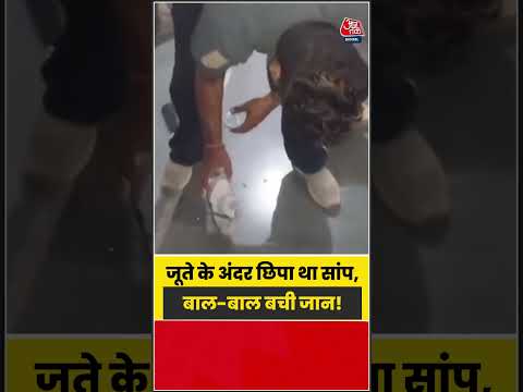 जूते के अंदर छिपा था सांप, जरा सी चूक पड़ सकती थी भारी! | #SnakeAlert #ViralVideo