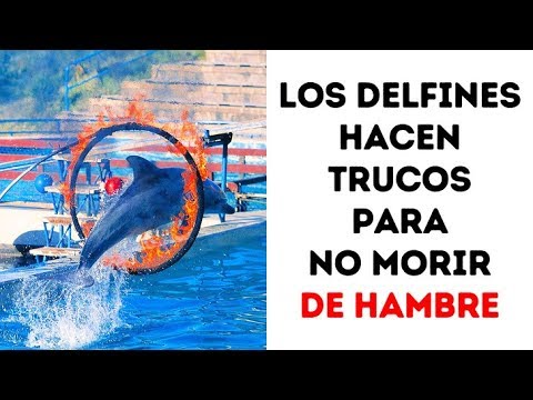 8 razones para no volver a ver un show de delfines