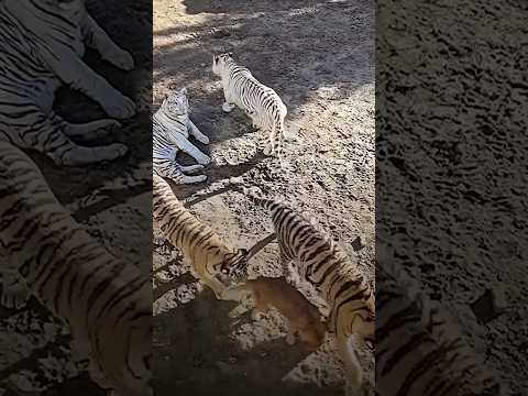 #youtrubshort #dog #viral #vídeoviral #vairalreels #shortvideo #viralshort