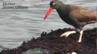preview picture of video 'Foraging Black Oystercatcher, Elk Head, Trinidad, California'