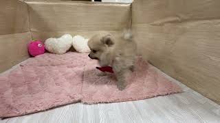 ポメラニアンの動画01