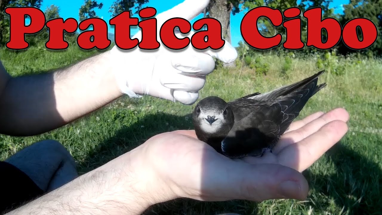 Come Allevare un Rondone - Parte 3 - COME Dargli da Mangiare