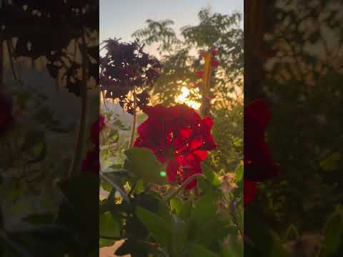 Every morning sunshine