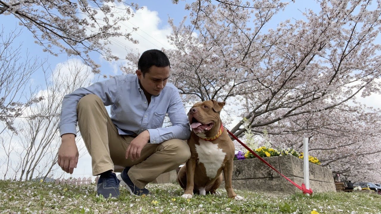 Cherry Blossoms and Dogs Are they Toxic? Fruit Faves