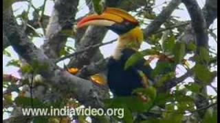 Great Pied Hornbill or Buceros bicornis