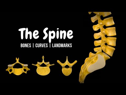 The Entire Spine, Explained in 16 Minutes