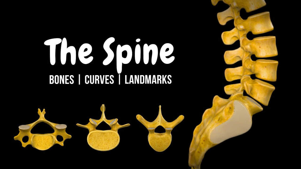 The Entire Spine, Explained in 16 Minutes