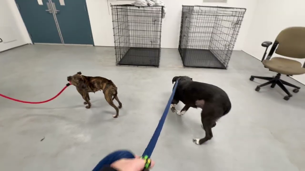 Enlarge Rayma, a Adoptable Mixed Breed in Philadelphia, PA video 6/6