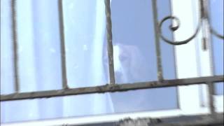 It Was The Dog With The Shifty Eyes All Along