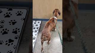 Video preview image #1 Boxer Puppy For Sale in Dumont, NJ, USA