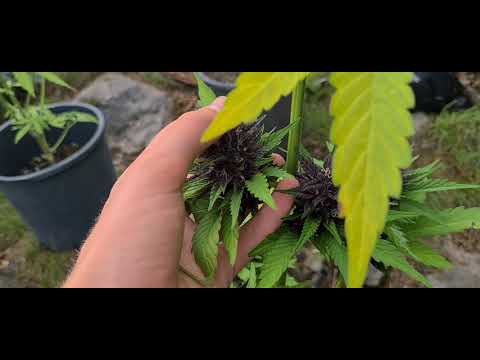 Purple Lemonade Auto|Outdoor week 7
