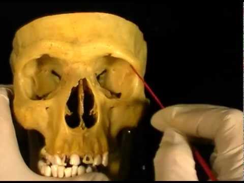 ANATOMIA 2.0: CRÁNEO: FASE PRACTICA: DISECCIÓN