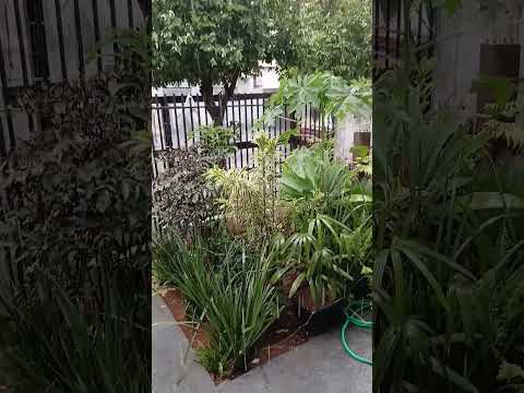 muitas xuva aqui em São Jorge do patrocínio Paraná agora na parte da tarde gasa a Deus gratidão