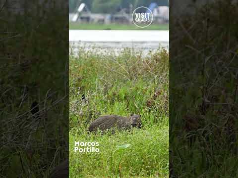 Que el último apague la luz 🦫 | Visit Saladas