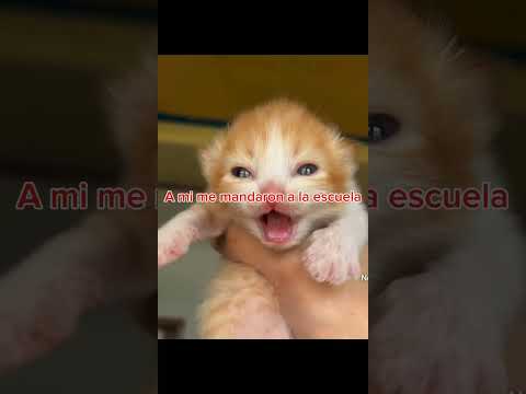 Quienes entienden entienden 😶🤙💥