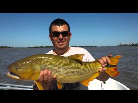 Dorado en Rosario