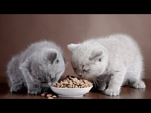 Dry Cat Food vs. Wet Cat Food | Cat Care
