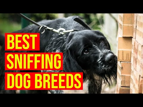 The Best Sniffing Dog Breeds You Need To Know