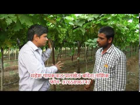 Organic Fertilizer For Grapes ,