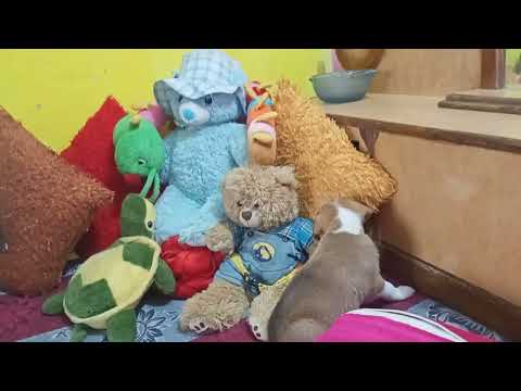 Akshaj with Glyger ..ma dog 🐕🐕🐕🐕🐕🐕